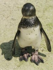 Brillenpinguin-050.jpg